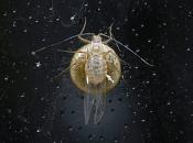 bladluismummie 2851